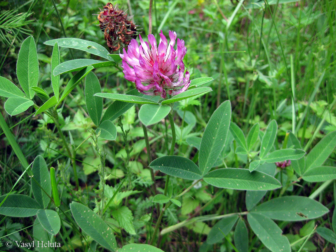 Изображение особи Trifolium medium.