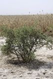 Lycium ruthenicum. Растение на солончаковой почве. Таджикистан, заповедник \"Тигровая балка\", северная часть. 17.04.2011.