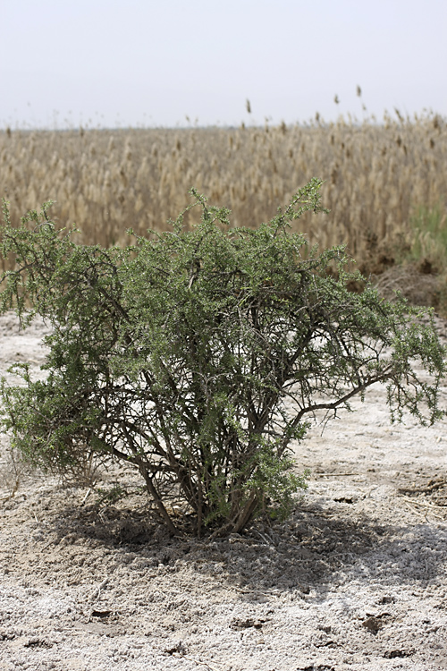 Image of Lycium ruthenicum specimen.