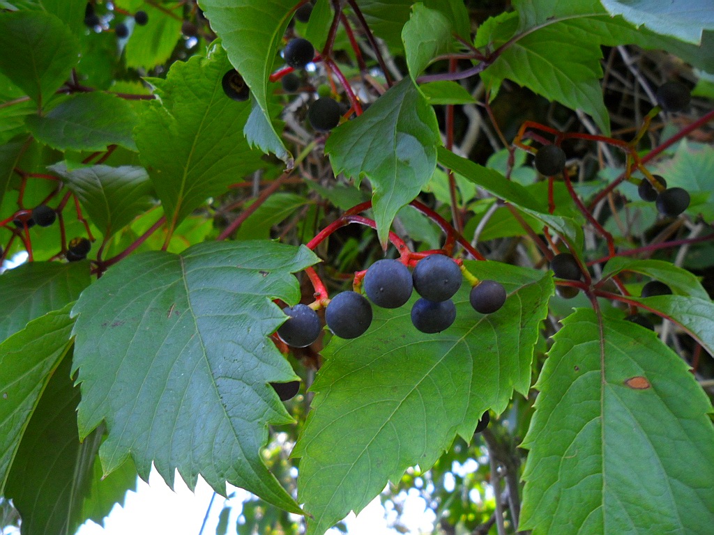 Image of Parthenocissus quinquefolia specimen.