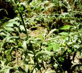 Cynoglossum creticum. Побеги в верхней части растения. Копетдаг, Чули, берег речки. Июнь 2011 г.