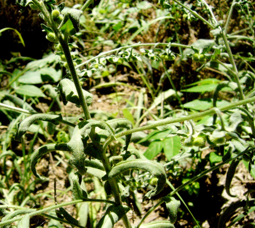 Изображение особи Cynoglossum creticum.
