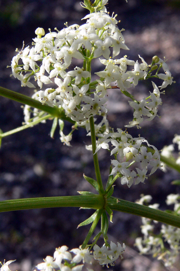 Image of Galium album specimen.