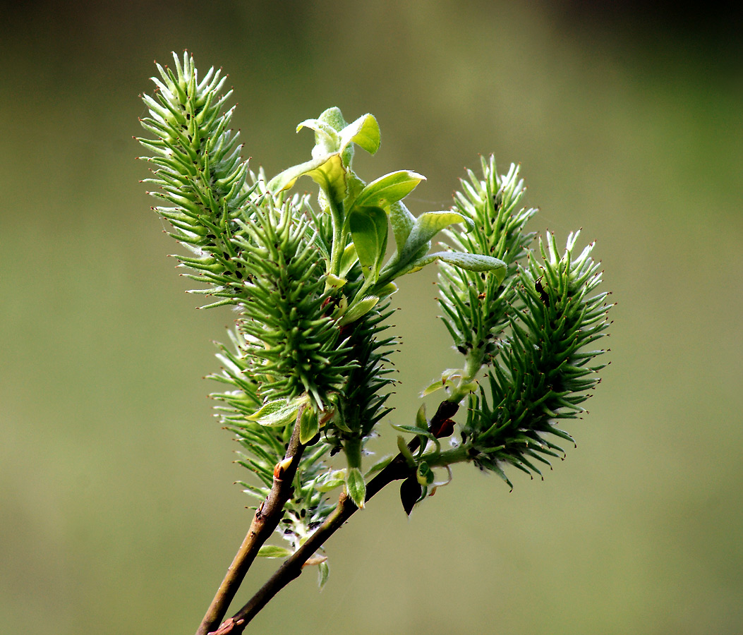 Image of Salix myrsinifolia specimen.