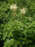 Filipendula ulmaria subspecies denudata. Цветущее растение. Казахстан, Алматинская обл., пос. Дзержинское (Токжайлау), река Шет-Тентек. 8 июля 2011 г.