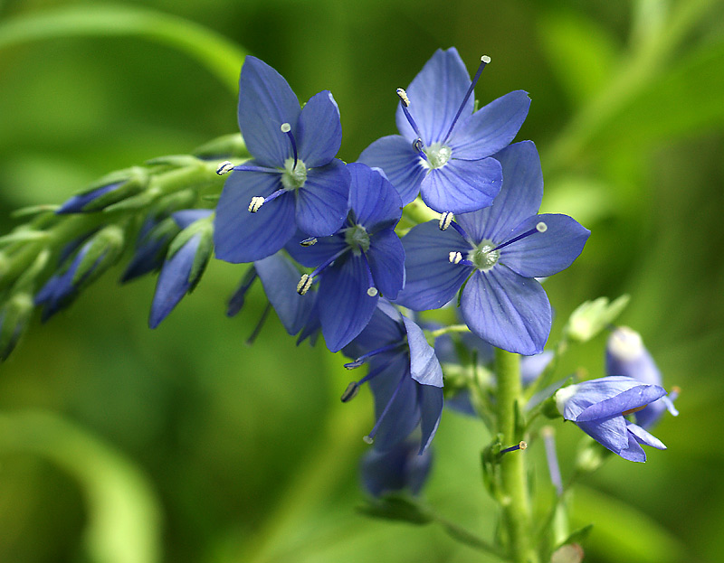 Изображение особи Veronica teucrium.