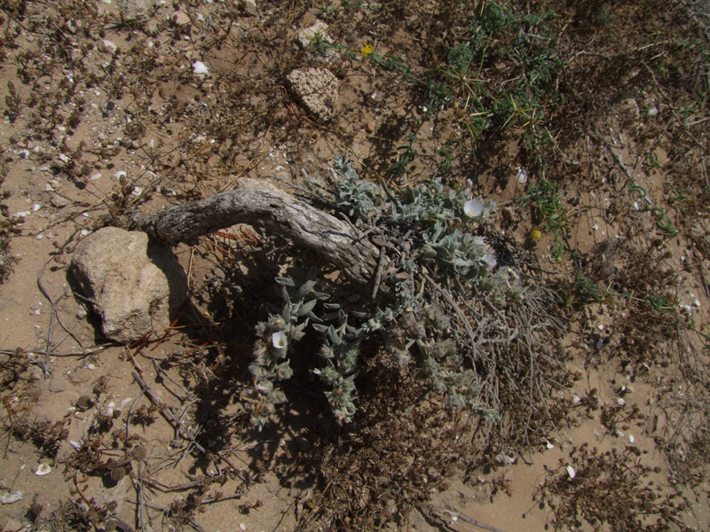 Image of Convolvulus secundus specimen.