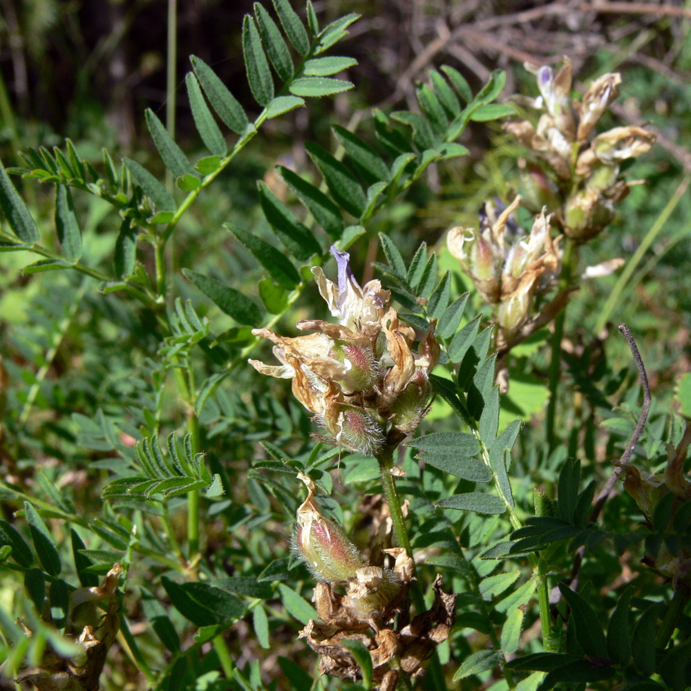 Image of Astragalus agrestis specimen.