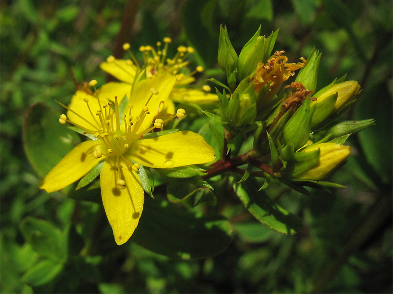 Image of Hypericum tetrapterum specimen.