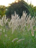 Calamagrostis glomerata