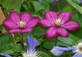 genus Clematis. Цветки (сорт 'Ville de Lyon'). Московская обл., дачный участок. 23.07.2007.