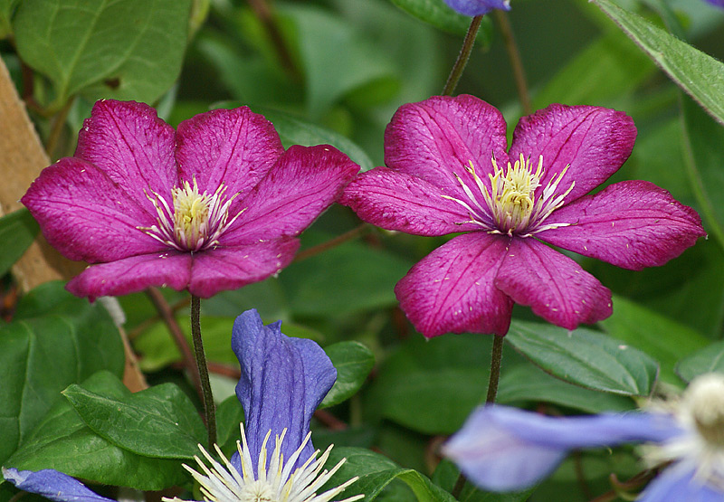 Изображение особи род Clematis.