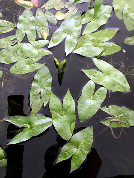 Изображение особи Sagittaria sagittifolia.