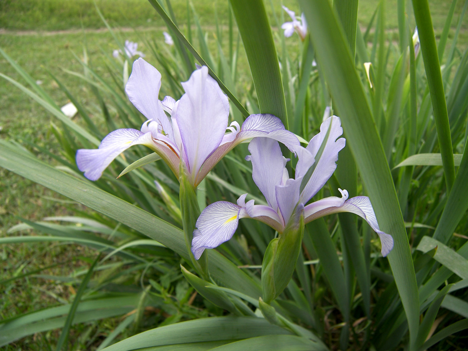 Изображение особи Iris musulmanica.