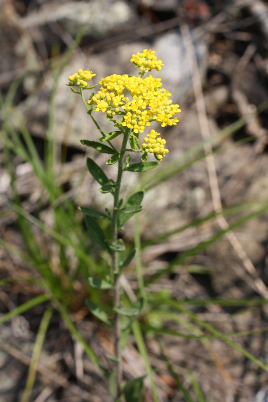 Image of Odontarrhena muralis specimen.