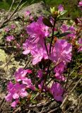 Rhododendron ledebourii. Верхушка цветущего побега. Красноярский край, Ермаковский р-н, парк \"Ергаки\", каньон Циркового озера, курумник. 10.06.2009.