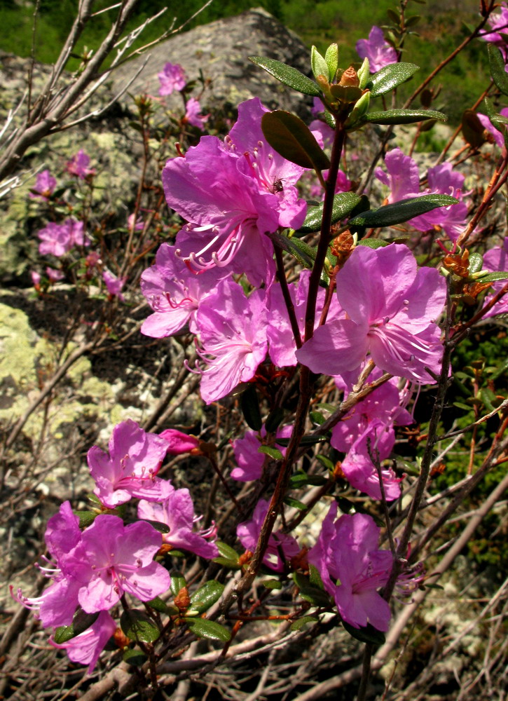 Image of Rhododendron ledebourii specimen.