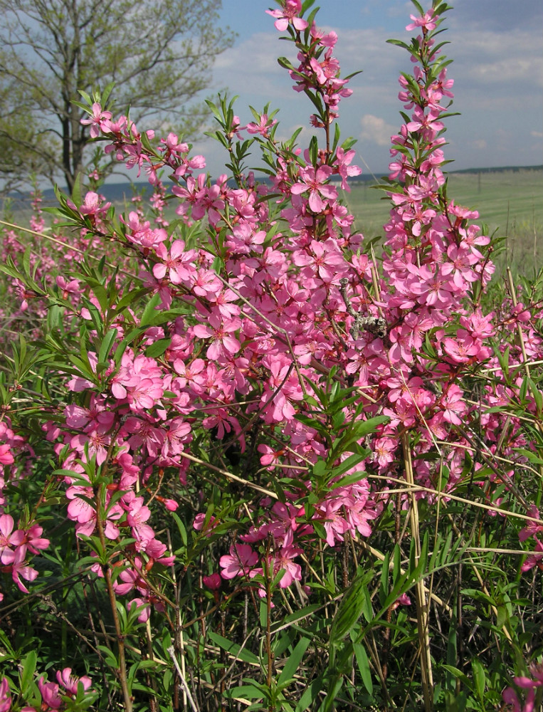 Изображение особи Amygdalus nana.