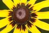 Rudbeckia hirta. Соцветие (центральная часть). Московская обл., дачный участок. 22.07.2007.