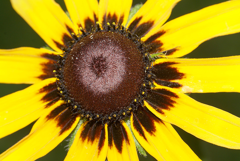 Image of Rudbeckia hirta specimen.