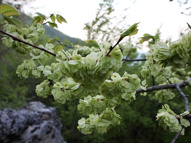 Image of Ulmus minor specimen.