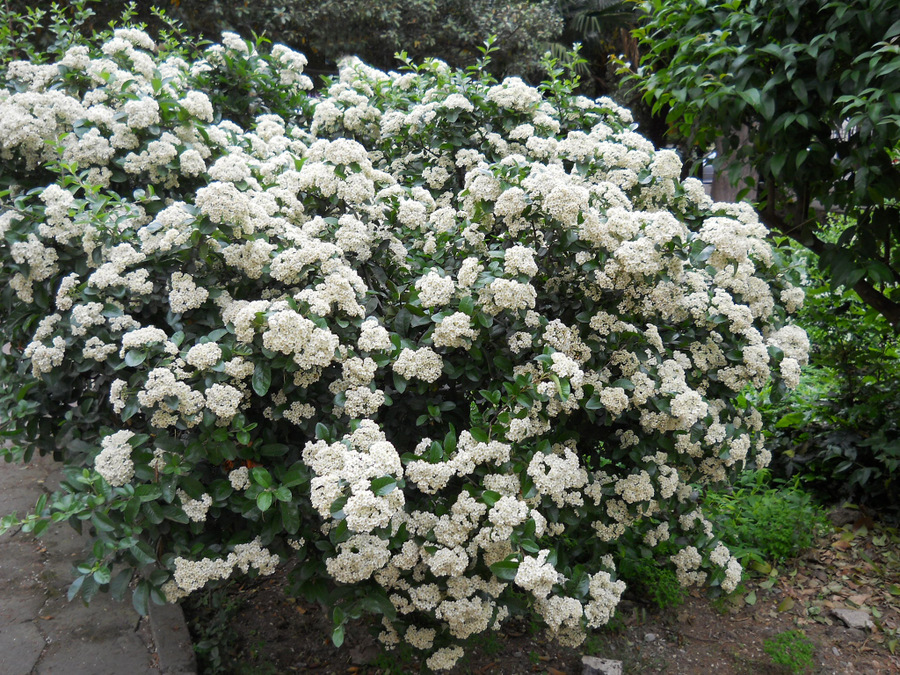 Изображение особи род Pyracantha.