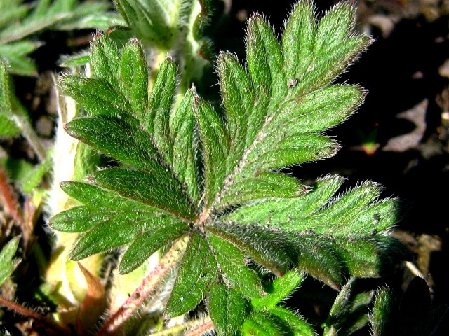 Image of genus Potentilla specimen.