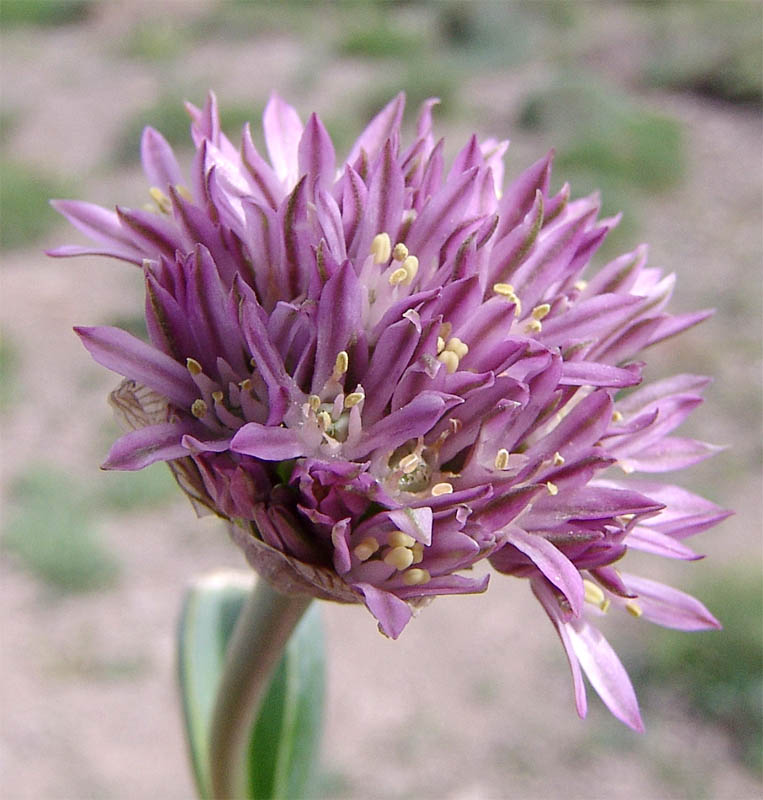 Image of Allium akaka specimen.