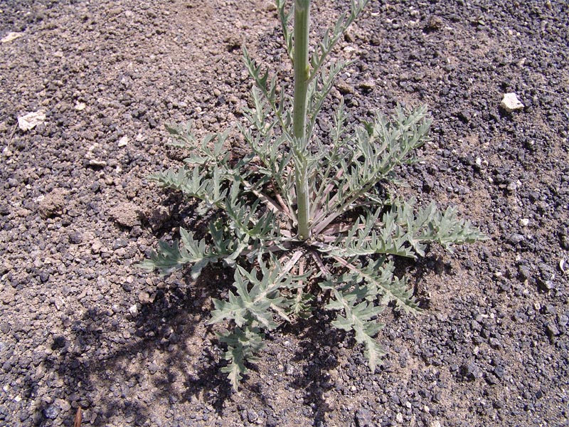 Image of Verbascum nudicaule specimen.
