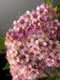 Spiraea japonica