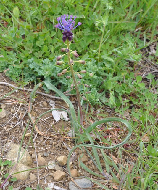 Изображение особи Leopoldia comosa.