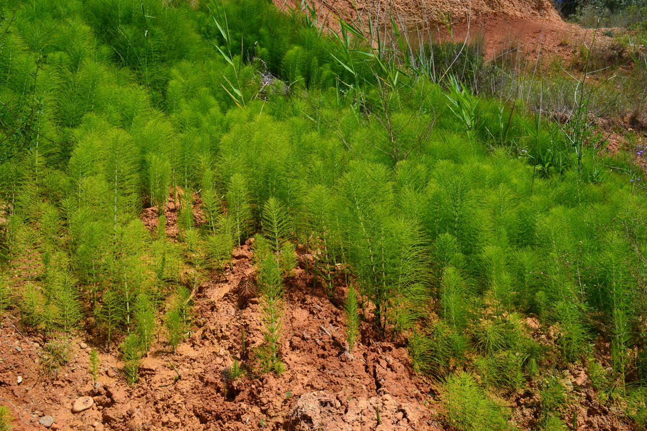 Изображение особи Equisetum telmateia.