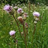 Cirsium setosum. Верхушка цветущего растения. Московская обл., Лотошинский р-н, окр. дер. Савостино. 02.07.2012.