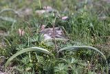 Tulipa bifloriformis. Зацветающее растение. Южный Казахстан, горы Каракус. 09.04.2012.