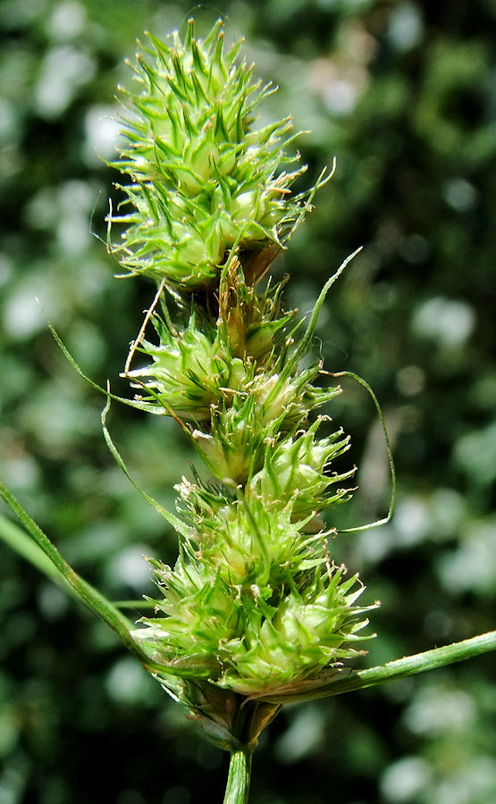 Image of Carex neurocarpa specimen.