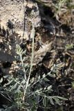 genus Astragalus. Расцветающее растение. Южный Казахстан, горы Каракус; высота 910 м н.у.м. 20.04.2012.