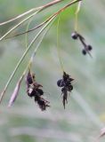 Carex paupercula. Соплодия, поражённые головнёвым грибом. Кабардино-Балкария, Зольский р-н, долина Джилы-Су. 27.07.2012.