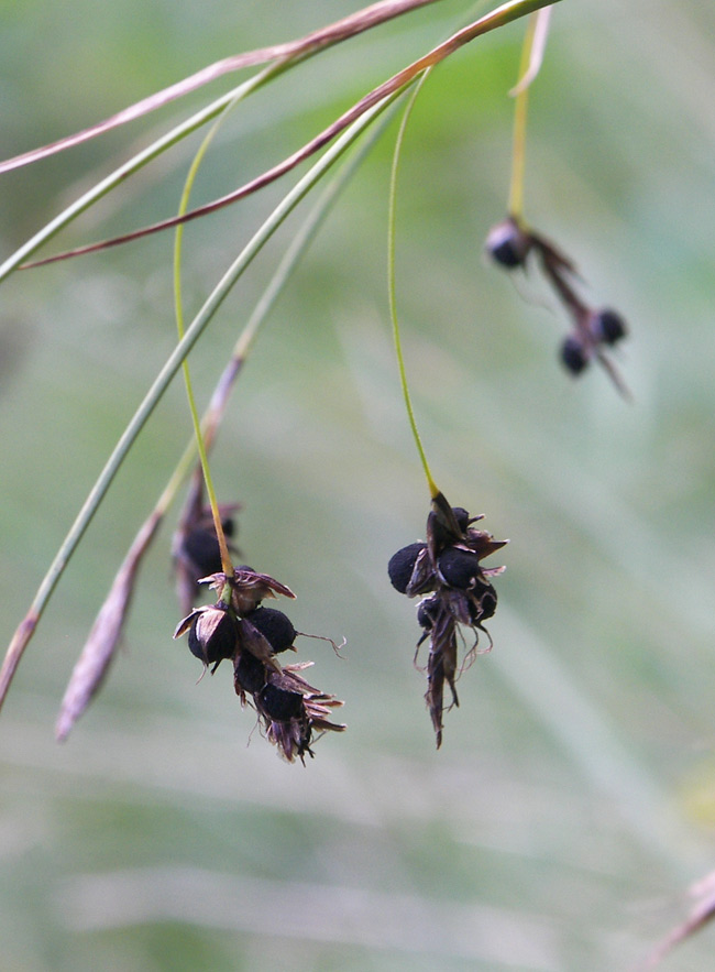 Изображение особи Carex paupercula.