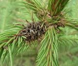 Picea abies. Основание молодого побега с покинутым галлом хермеса (Adelges laricis tardus). Курская обл., г. Железногорск. 15 апреля 2009 г.