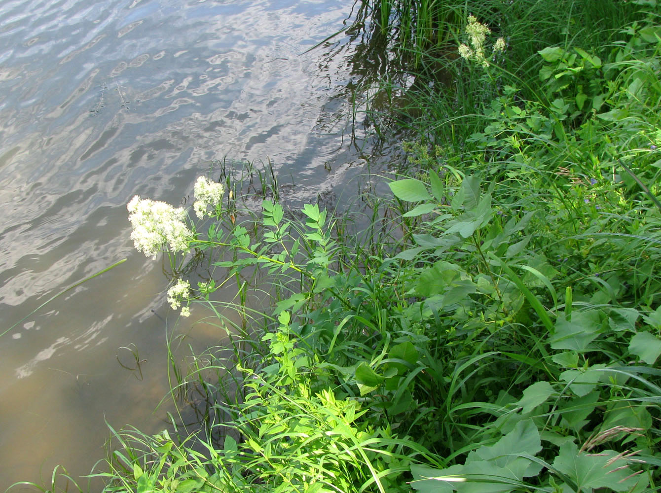 Image of Thalictrum flavum specimen.