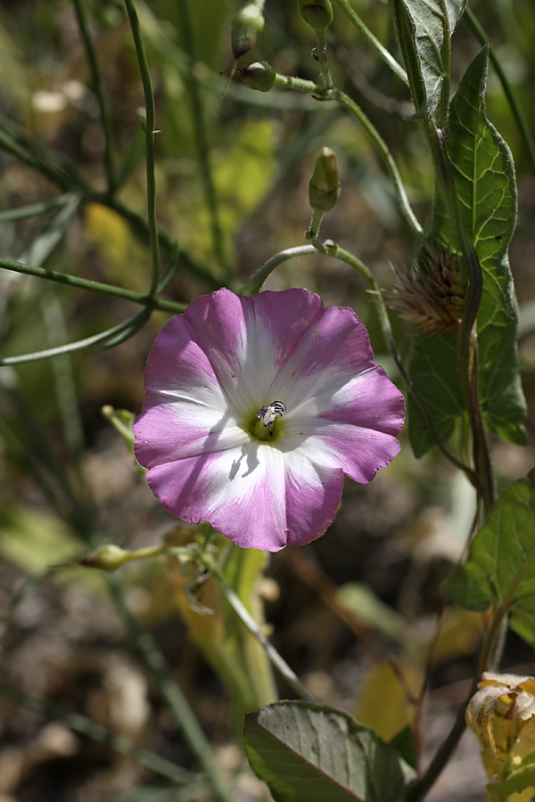 Image of Convolvulus arvensis specimen.