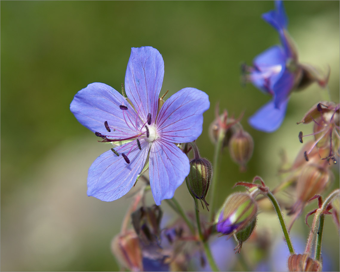 Изображение особи Geranium pratense.