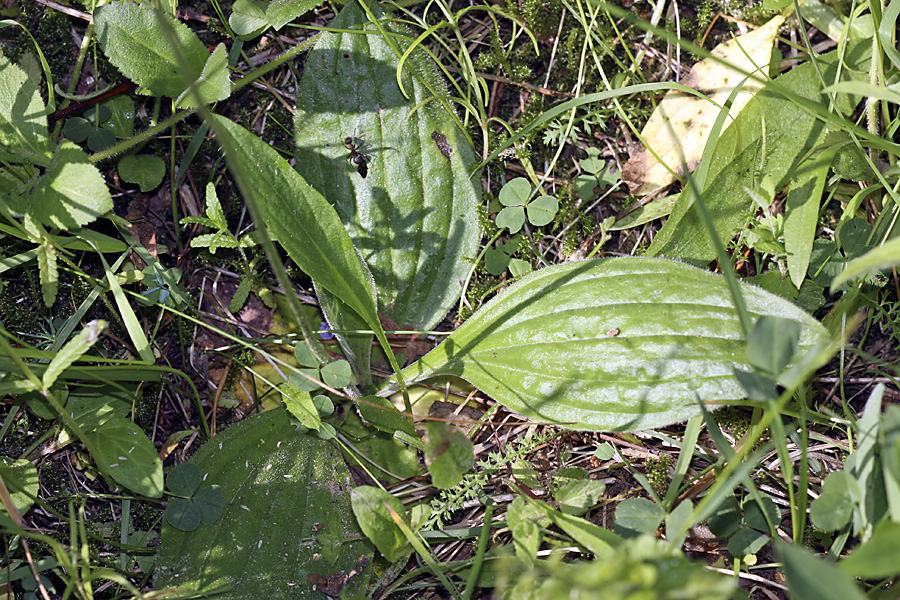 Image of Plantago media specimen.