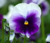 Viola wittrockiana