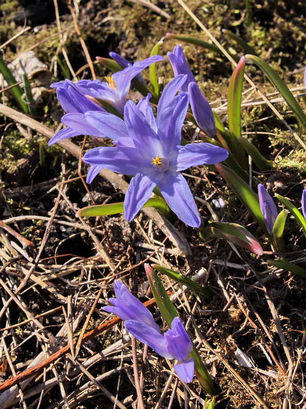 Image of Chionodoxa luciliae specimen.