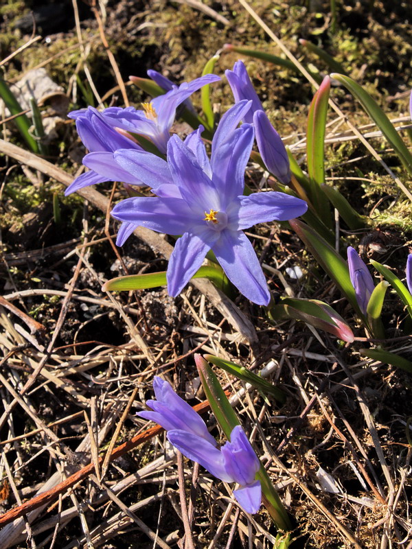 Изображение особи Chionodoxa luciliae.