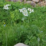 Anemonastrum fasciculatum. Цветущее растение. Республика Адыгея, плато Лаго-Наки. 23.07.2012.