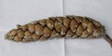 Pinus strobus. Шишка. Германия, г. Кемпен, в культуре. 09.11.2012.