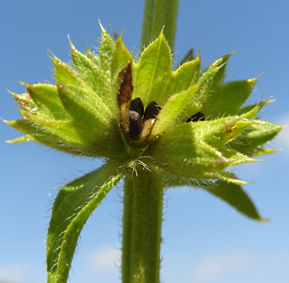 Изображение особи Stachys recta.