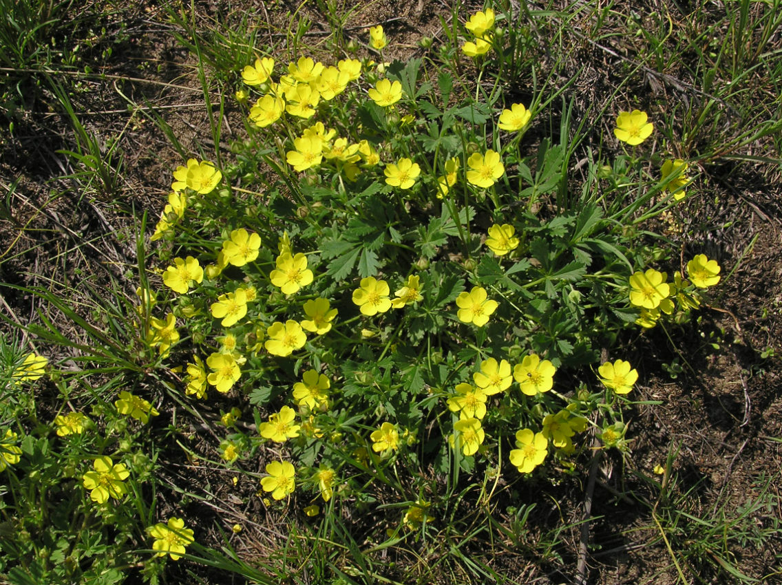 Изображение особи Potentilla incana.